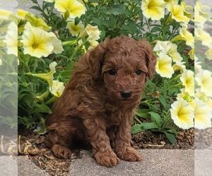 Poodle (Toy) Puppy for sale in ARTHUR, IL, USA