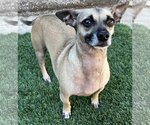Small Photo #8 Chiweenie Puppy For Sale in Phoenix, AZ, USA