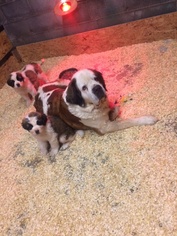 Saint Bernard Puppy for sale in PITTSBURGH, PA, USA