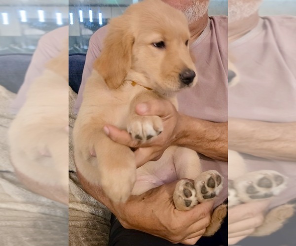 Medium Photo #7 Golden Retriever Puppy For Sale in KISSIMMEE, FL, USA