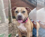 Small #3 American Pit Bull Terrier-Labrador Retriever Mix