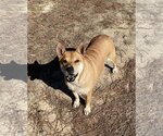 Small Photo #6 Pembroke Welsh Corgi-Shiba Inu Mix Puppy For Sale in The Woodlands, TX, USA