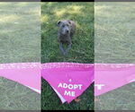 Small #1 American Pit Bull Terrier Mix