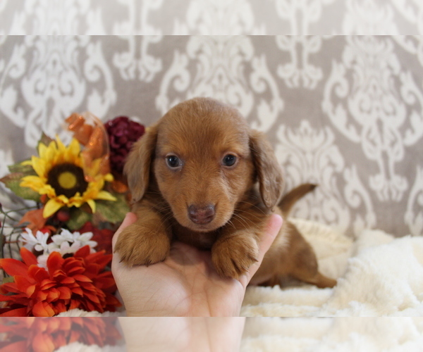 Medium Photo #12 Dachshund Puppy For Sale in SHILOH, OH, USA