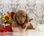 Small #11 Dachshund