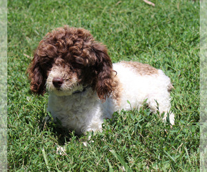 Mother of the Poodle (Toy) puppies born on 09/26/2025