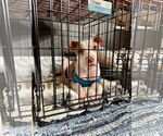 Small #4 American Pit Bull Terrier-Australian Shepherd Mix