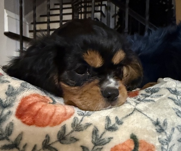 Medium Photo #13 Cavalier King Charles Spaniel Puppy For Sale in PARKER, CO, USA