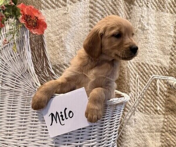 Medium Photo #2 Golden Retriever Puppy For Sale in OWEN, WI, USA