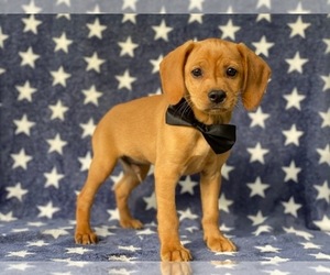Cocker Spaniel-Jack Russell Terrier Mix Puppy for sale in LANCASTER, PA, USA
