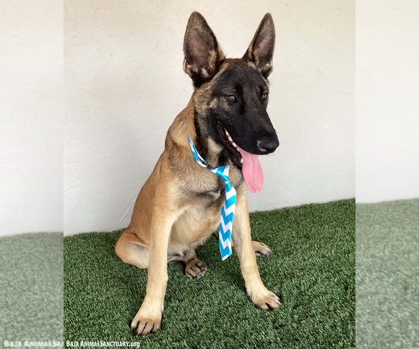 Medium Photo #3 German Shepherd Dog-Unknown Mix Puppy For Sale in San Diego, CA, USA