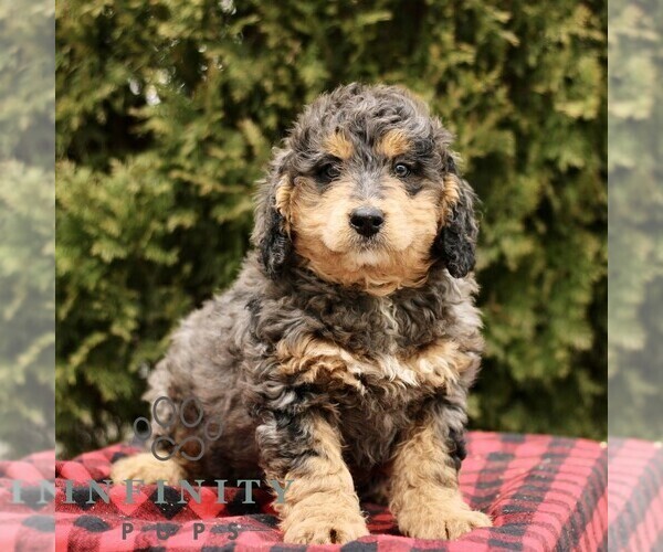 Medium Photo #1 Bernedoodle (Miniature) Puppy For Sale in LEOLA, PA, USA