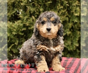 Bernedoodle (Miniature) Puppy for sale in LEOLA, PA, USA