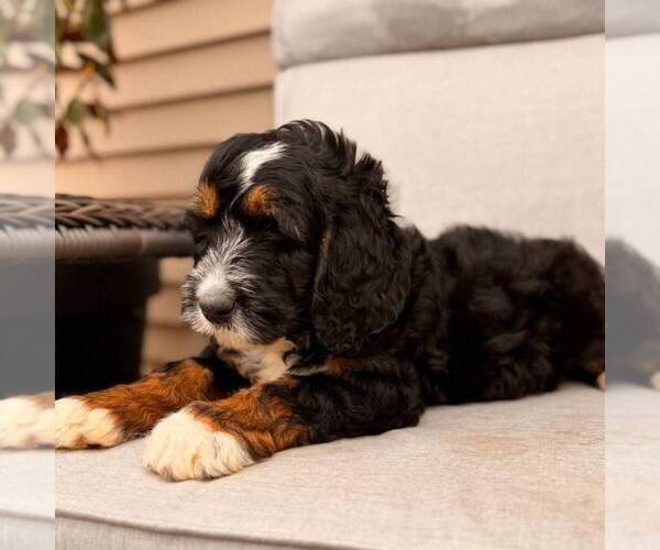 Medium Photo #2 Bernedoodle (Miniature) Puppy For Sale in GAP, PA, USA
