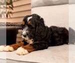 Small #1 Bernedoodle (Miniature)