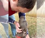 Small #5 American Pit Bull Terrier Mix