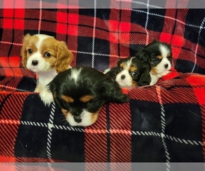 Cavalier King Charles Spaniel Litter for sale in WINFIELD, WV, USA