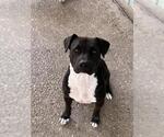 Small #2 American Staffordshire Terrier Mix