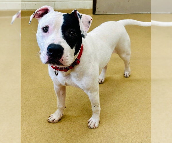 Medium Photo #1 American Pit Bull Terrier Puppy For Sale in Derwood, MD, USA