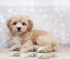 Cavachon Puppy for sale in MARIETTA, GA, USA