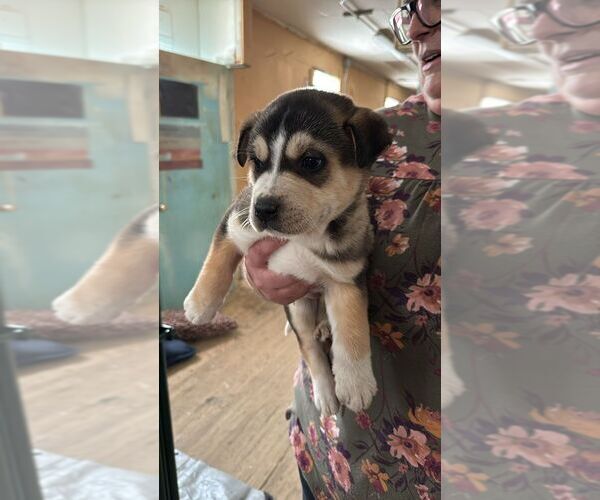 Medium Photo #1 Black Mouth Cur-Unknown Mix Puppy For Sale in Calgary, Alberta, Canada