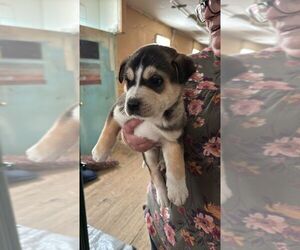 Black Mouth Cur-Unknown Mix Dogs for adoption in Calgary, Alberta, Canada