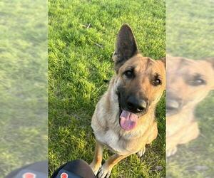 German Shepherd Dog-Unknown Mix Dogs for adoption in San Antonio, TX, USA