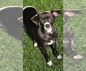 Chihuahua-Unknown Mix Dogs for adoption in Gulfport, MI, USA