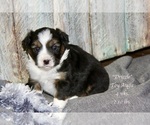 Small Photo #9 Aussie-Corgi Puppy For Sale in LIND, WA, USA