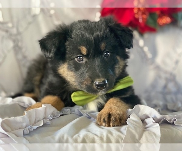 Medium Photo #1 Border-Aussie Puppy For Sale in LANCASTER, PA, USA