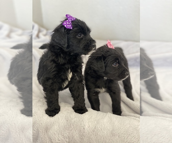 Medium Photo #2 Aussiedoodle-Bernedoodle Mix Puppy For Sale in BOISE, ID, USA