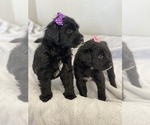 Small Photo #2 Aussiedoodle-Bernedoodle Mix Puppy For Sale in BOISE, ID, USA