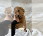 Small Photo #5 Golden Retriever Puppy For Sale in ANTIOCH, CA, USA
