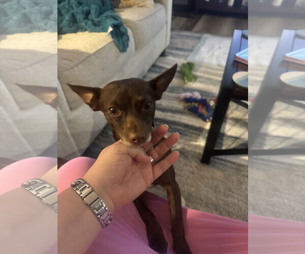 Medium Photo #9 Chihuahua-Unknown Mix Puppy For Sale in Princeton, MN, USA
