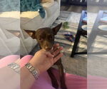Small #8 Chihuahua Mix