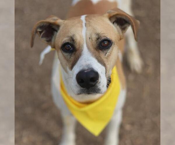 Medium Photo #1 American Staffordshire Terrier-Unknown Mix Puppy For Sale in San Antonio, TX, USA