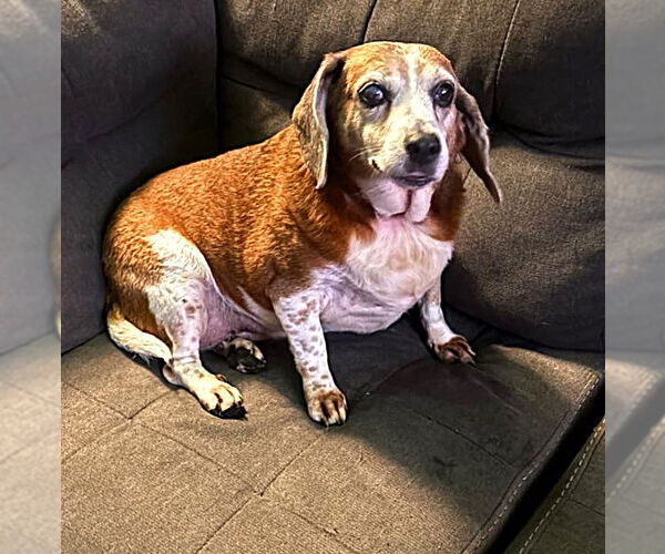 Medium Photo #14 Beagle Puppy For Sale in Dunnellon, FL, USA