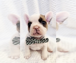 French Bulldog Puppy for sale in EASTVALE, CA, USA