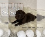Small Photo #7 Labrador Retriever Puppy For Sale in OAKDALE, CA, USA