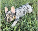 Small #4 French Bulldog