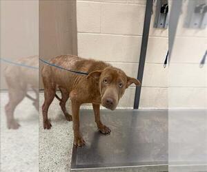 Labrador Retriever-Unknown Mix Dogs for adoption in Conroe, TX, USA