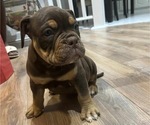 Puppy Bully Olde English Bulldogge