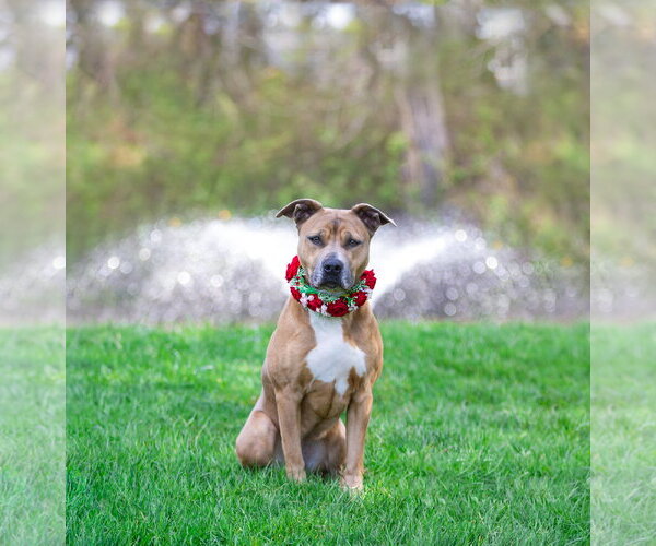 Medium Photo #2 Mutt Puppy For Sale in Unionville, PA, USA