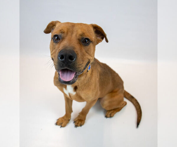 Medium Photo #6 Bull-Boxer Puppy For Sale in Kennesaw, GA, USA