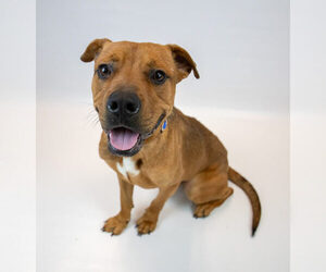 Wilson - Male Bull-Boxer Dog for Adoption - Photo #6