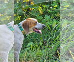 Small #11 Mutt