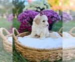 Litter of 3 - Female Havanese-Maltipoo (Miniature) MixLitter of Puppies for Sale - Photo #6