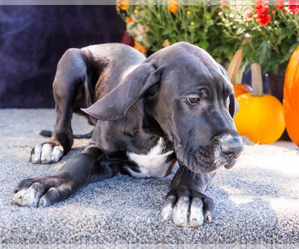 Medium Photo #4 Great Dane Puppy For Sale in WAKARUSA, IN, USA
