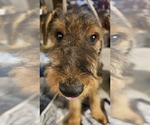 Small Airedale Terrier