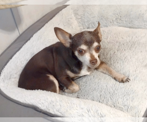 Chihuahua Dogs for adoption in Camden, SC, USA